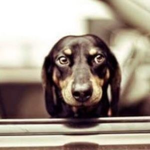 Meet your Posher, Jeanette